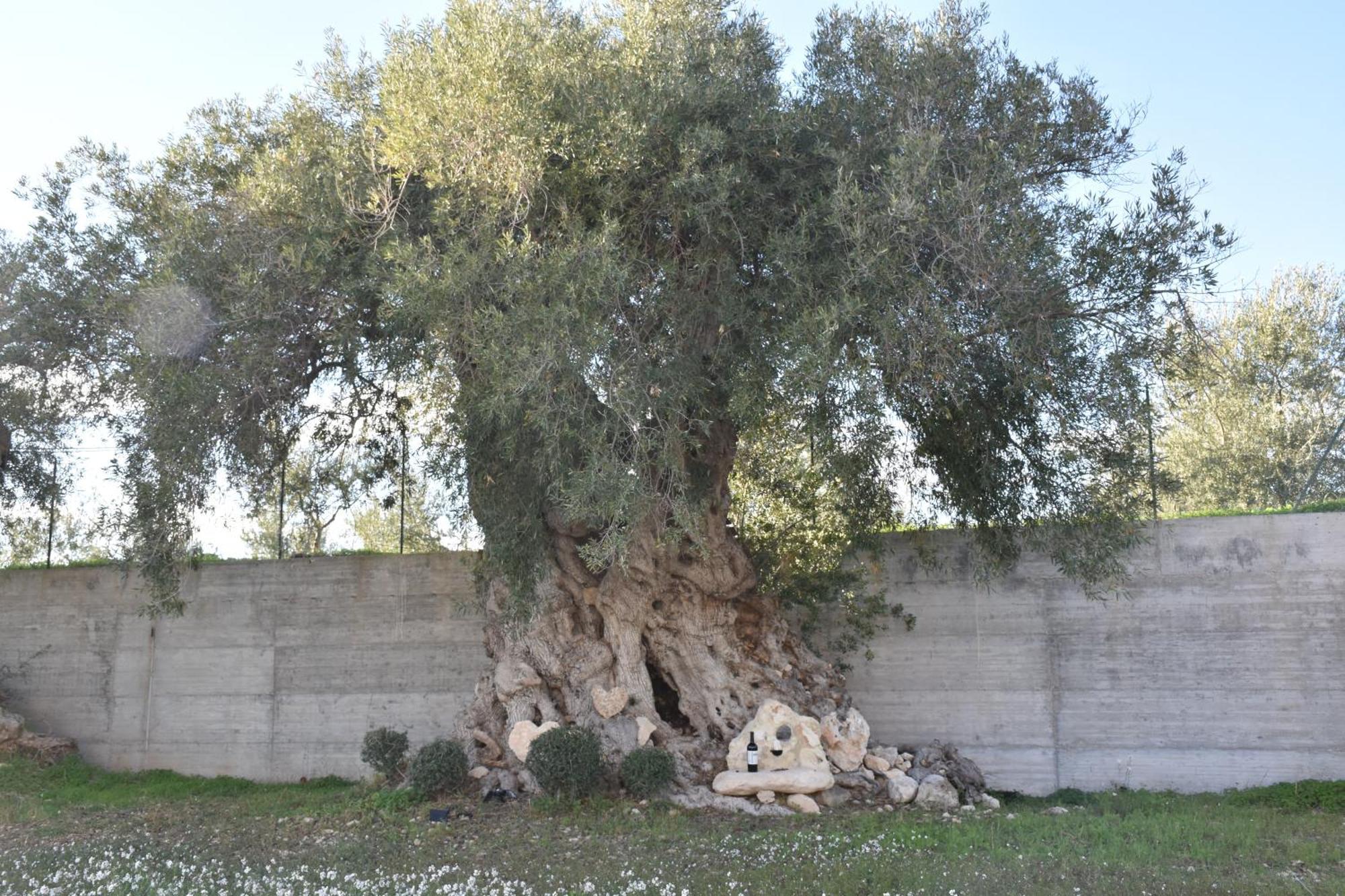 فيلا I Secolari Di Giulia أفولا المظهر الخارجي الصورة